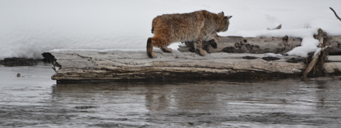 yellowstone bobcat along river